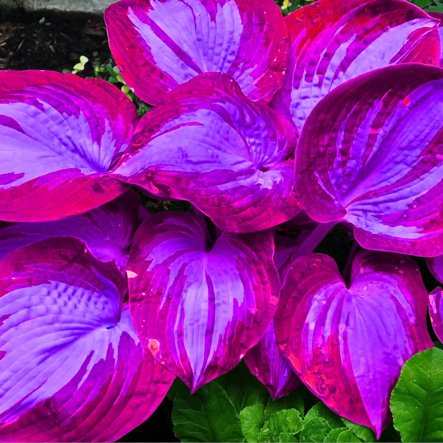 Hosta Seeds Perennial Hosta Plants Grow Easily Rare Blue Purple Hosta Bulb Seeds for Planting Outdoor Garden Shade Potted 200Pcs